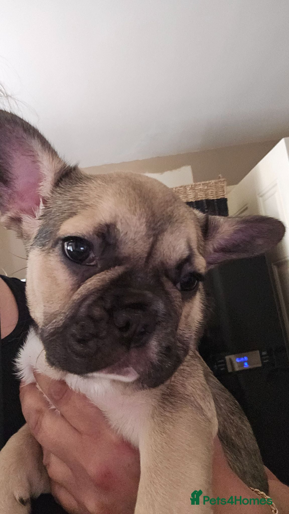 French Bulldog dogs LAST FEMALE FRENCH BULLDOG PUPPY - Advert 1