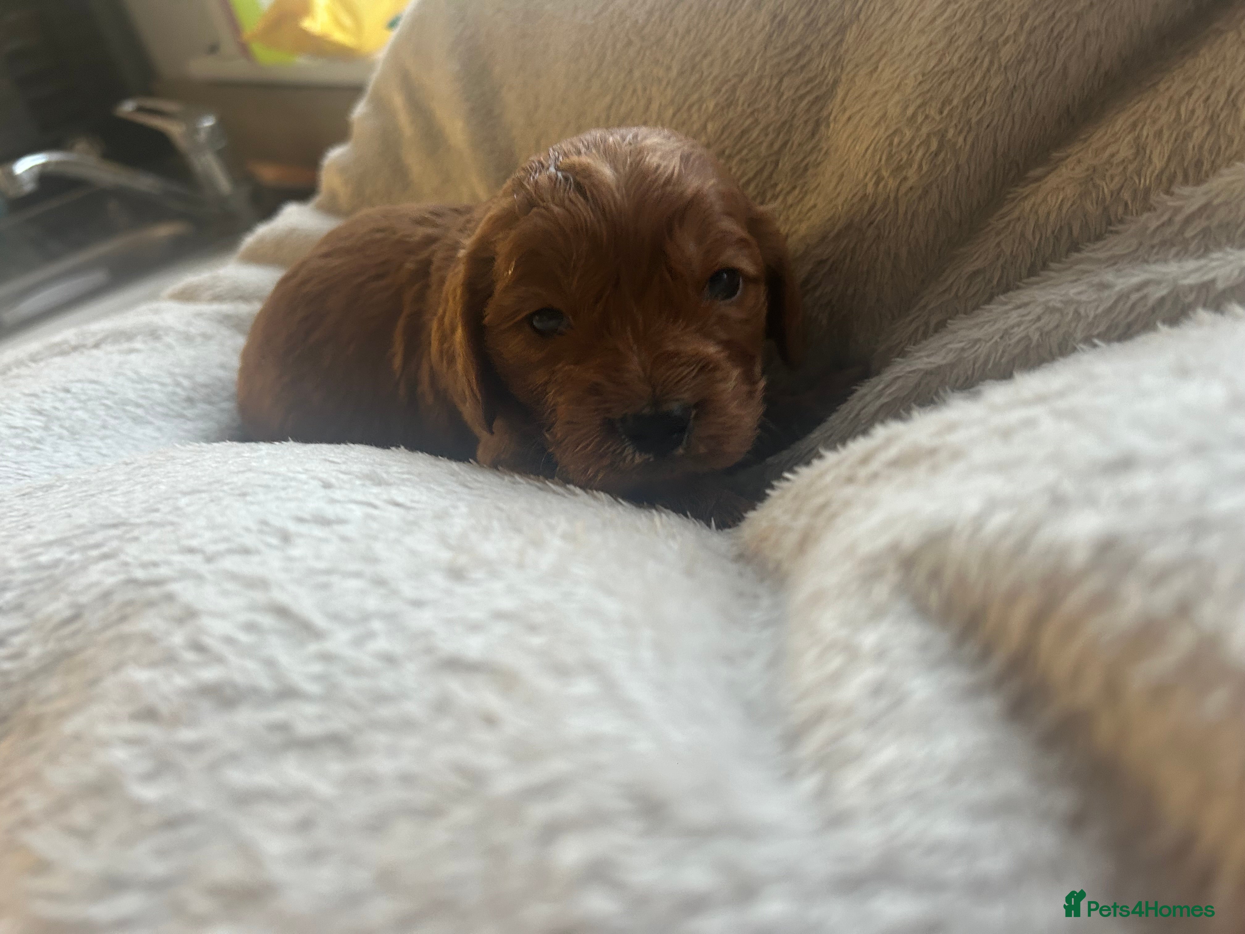 Cockapoo dogs Stunning cockapoo pups!  - Advert 5