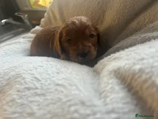 Cockapoo dogs Stunning cockapoo pups! - Advert 5