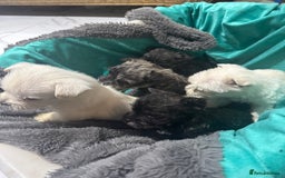 Mixed Breed dogs for sale: westie /wauzers - Advert 1