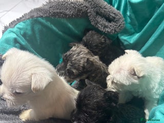 Mixed Breed dogs for sale: westie /wauzers - Advert 1