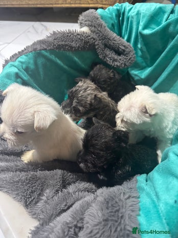 Mixed Breed dogs westie /wauzers - Advert 1