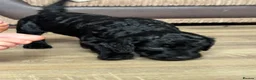 Goldendoodle dogs for sale: Goldendoodle puppies ready to leave ( 1 girl left) - Advert 8
