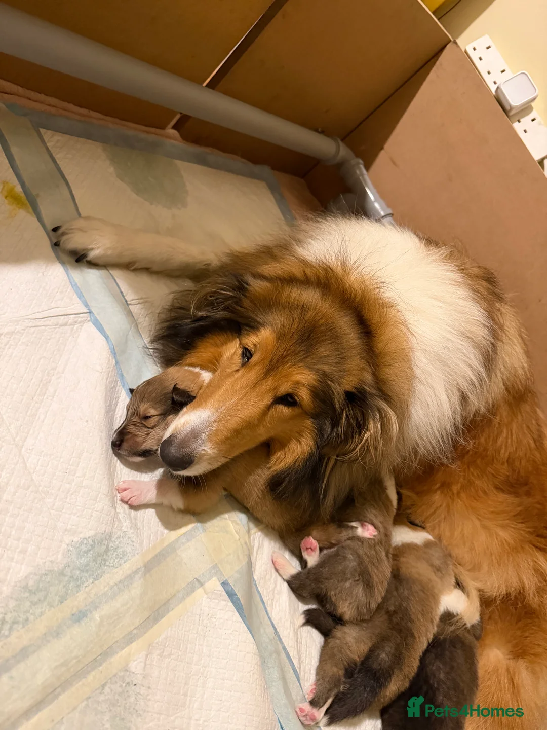 Rough Collie dogs for sale: Rough collie (lassie pups) - Advert 2