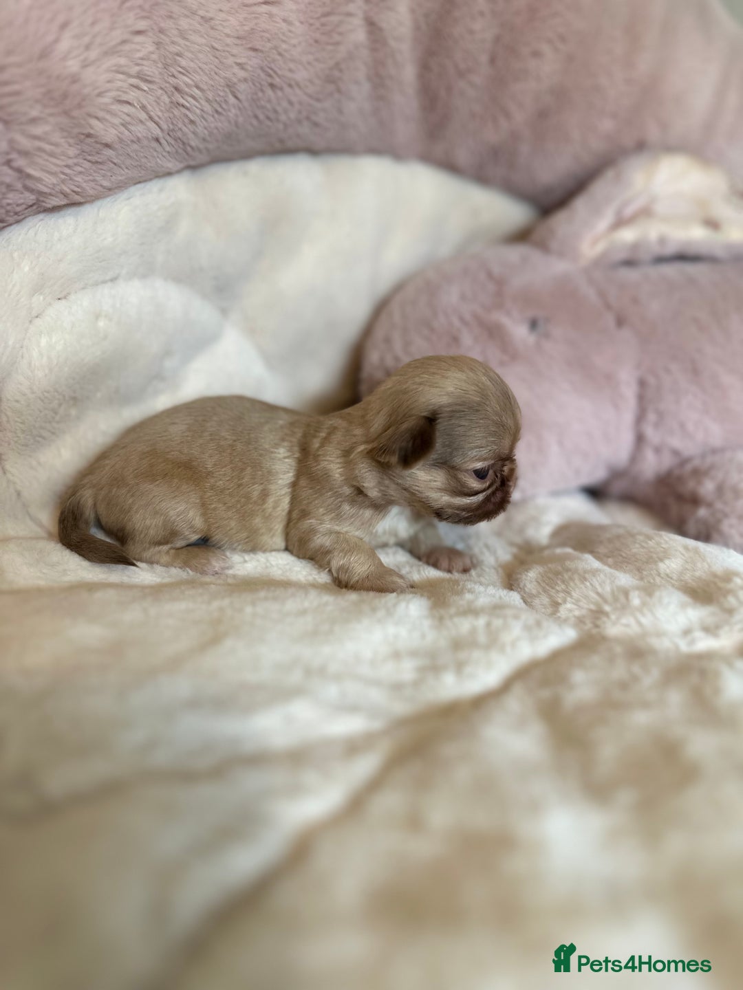 Shih Tzu dogs for sale: Beautiful shihtzu puppies - Image 5