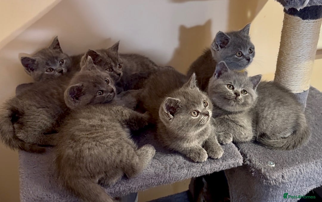 British Shorthair cats for sale: Adorable British Shorthair Kittens For Sale  - Advert 2