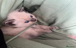 Mixed Breed cats for sale: Beautiful Ragdoll x BSH kittens for sale! - Image 14