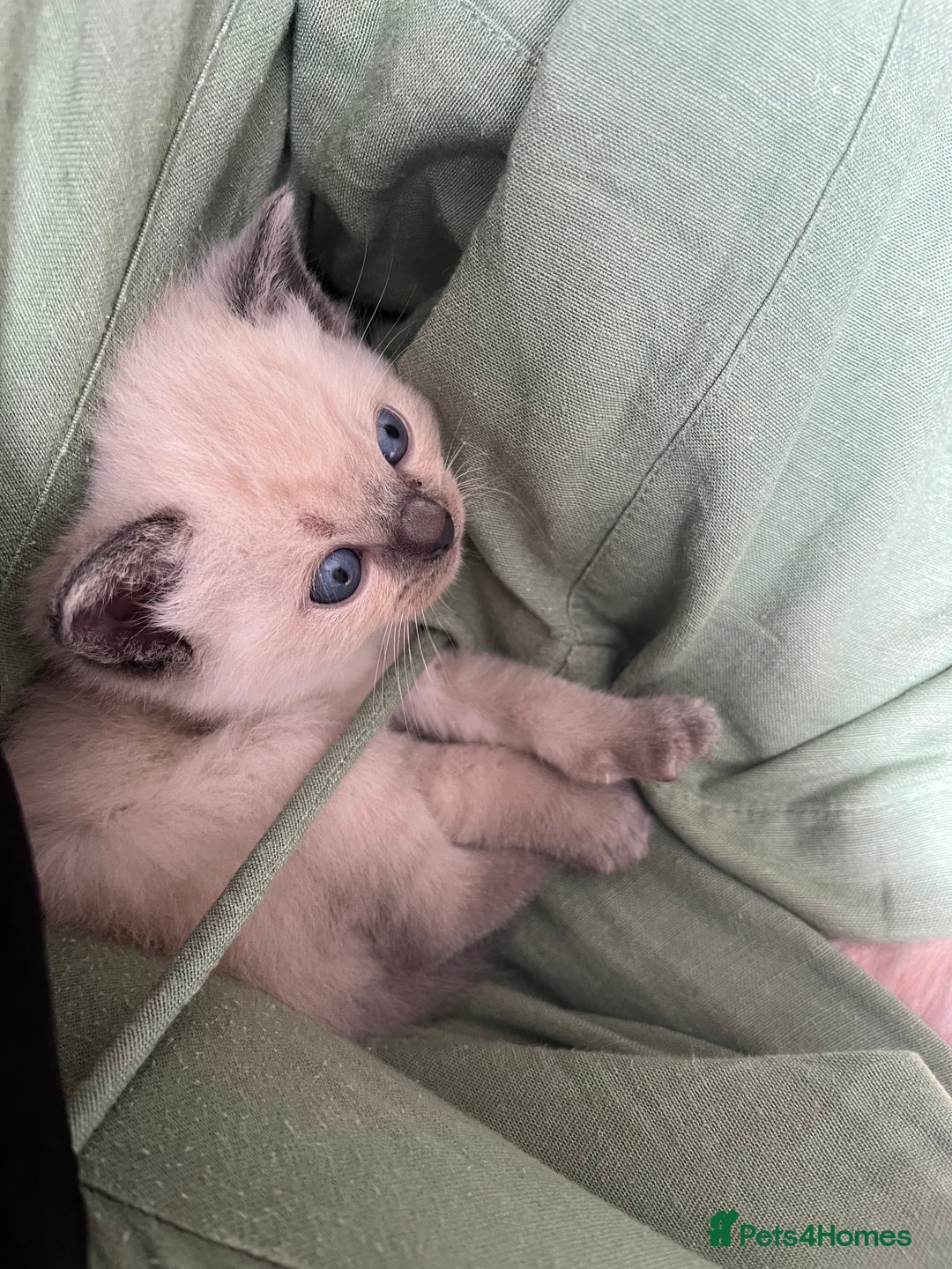 Mixed Breed cats for sale: Beautiful Ragdoll x BSH kittens for sale! - Image 14