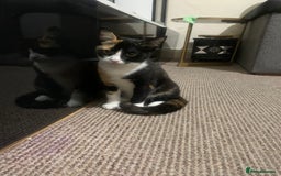 American Shorthair cats for sale: Loving cats for sale  - Image 3