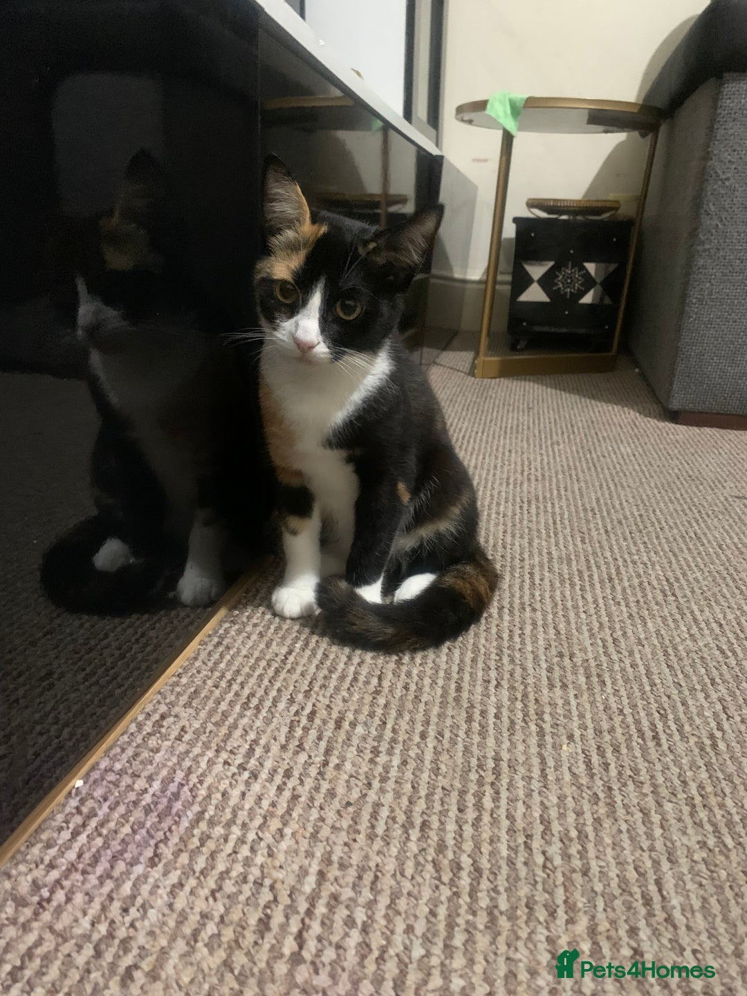 American Shorthair cats for sale: Loving cats for sale  - Image 3
