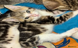 Mixed Breed cats for sale: READY NOW 3 kittens left! in Letchworth Garden City - Image 1