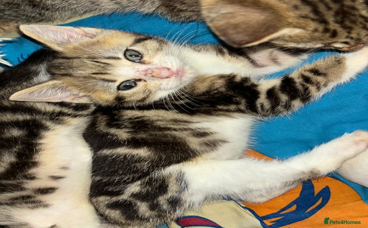 Mixed Breed cats in Letchworth Garden City - Advert 14