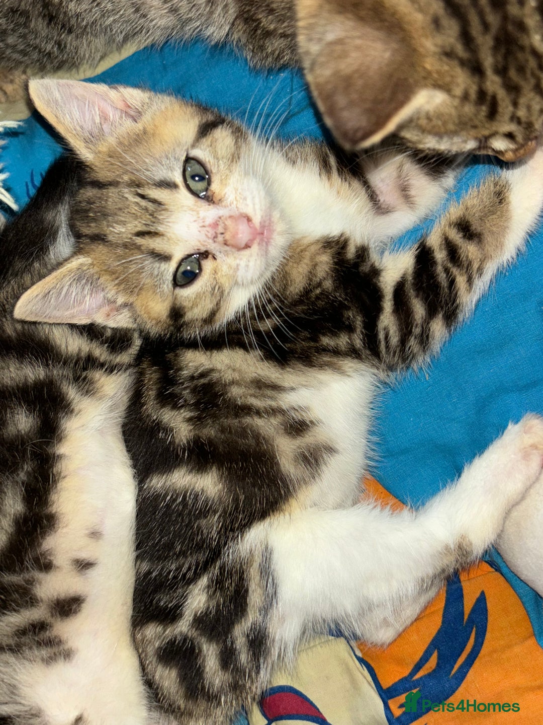 Mixed Breed cats for sale: READY NOW 3 kittens left! in Letchworth Garden City - Image 1
