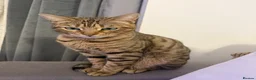 Mixed Breed cats for sale: 🐾 Beautiful 3-Year-Old Bengal Cat ❤️ - Advert 3