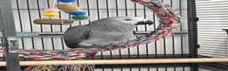 Parrots birds for sale: African Grey 6 Months Old Male Fully Hand Tame  in Bradford - Advert 10