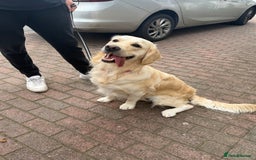 Golden Retriever dogs for sale: Golden retriever puppies confirmed (due 15/11) - Image 2