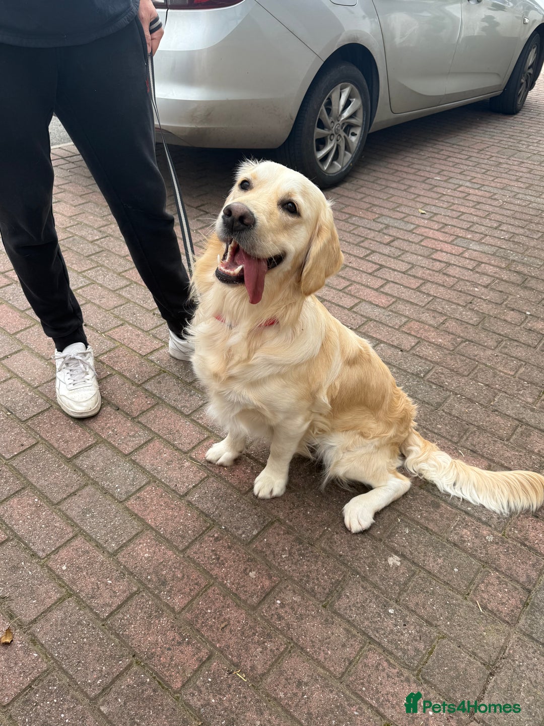 Golden Retriever dogs for sale: Golden retriever puppies confirmed (due 15/11) - Image 2