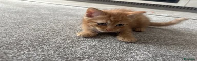 Domestic Shorthair Ginger maleKitten 6