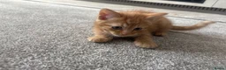 Domestic Shorthair cats for sale: 2 m 2fm ginger kitten 2fm,1m dark stripe in Coatbridge - Advert 5