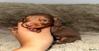 Dachshund dogs - Advert 12