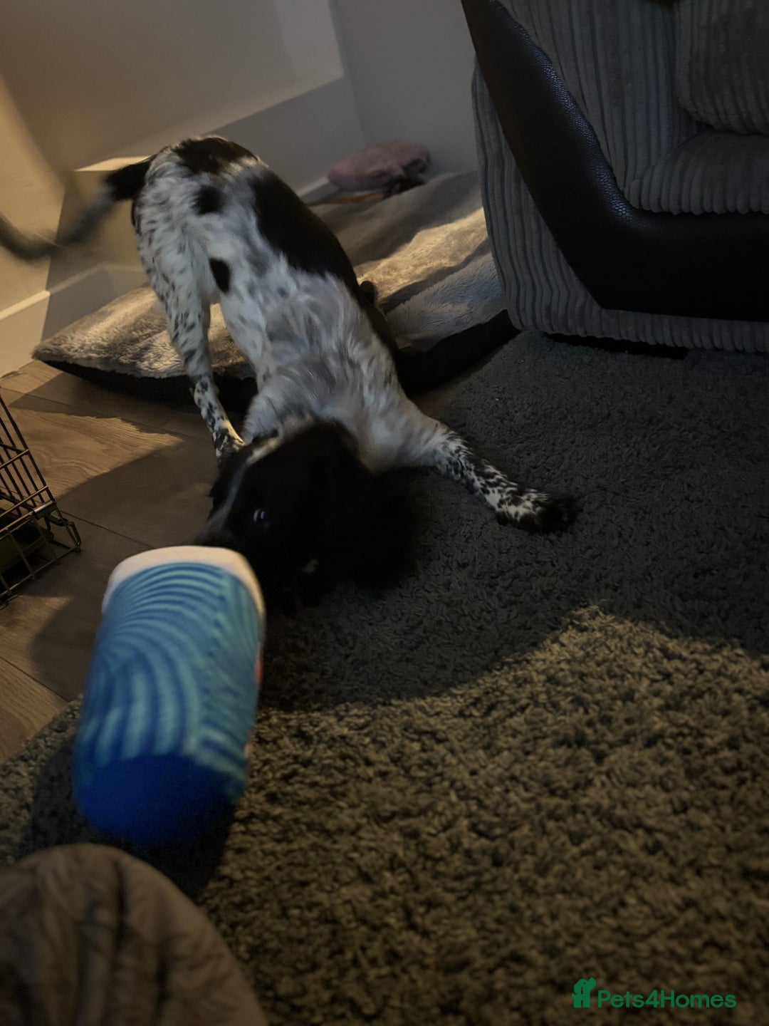 Cocker Spaniel dogs for sale: Luna the Cocker Spaniel - Advert 3