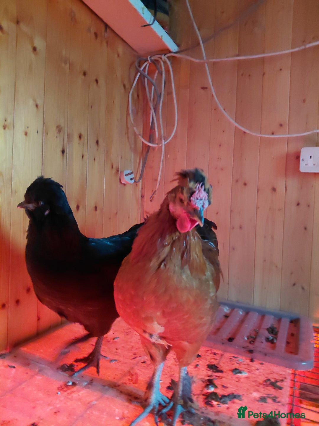 Mixed Breed birds for sale: 2 pullets and a cockerel  - Advert 3