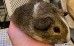 Guinea Pig rodents for sale: Gorgeous baby Guinea pigs - Advert 2