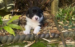 Border Collie dogs for sale: Beautiful Blue Merle collie  - Image 14
