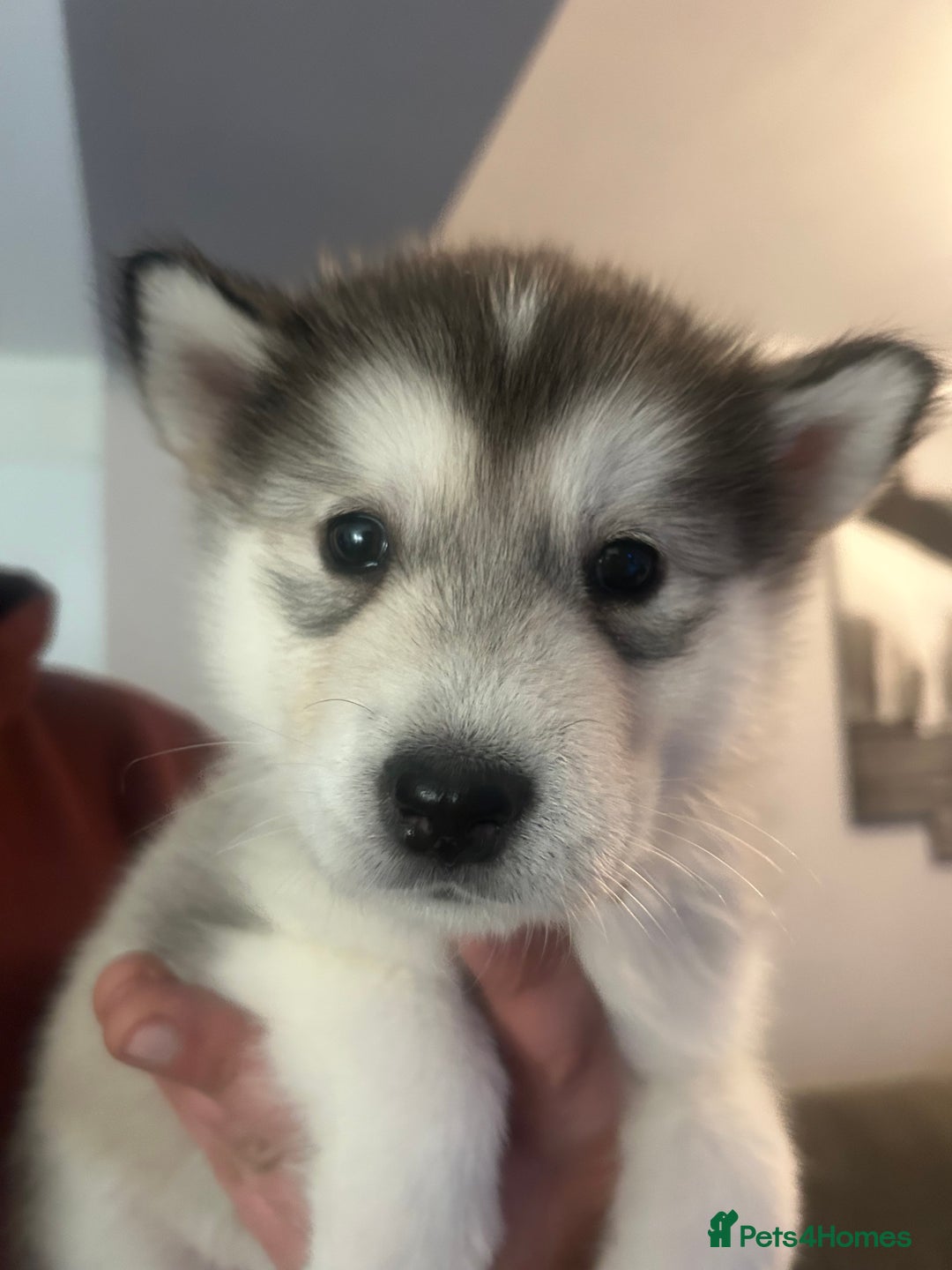 Alaskan Malamute dogs for sale: !ONLY 3 LEFT! - Advert 13
