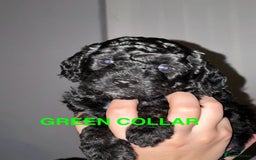 Bordoodle dogs for sale: F1B Bordoodle Puppies - Image 5
