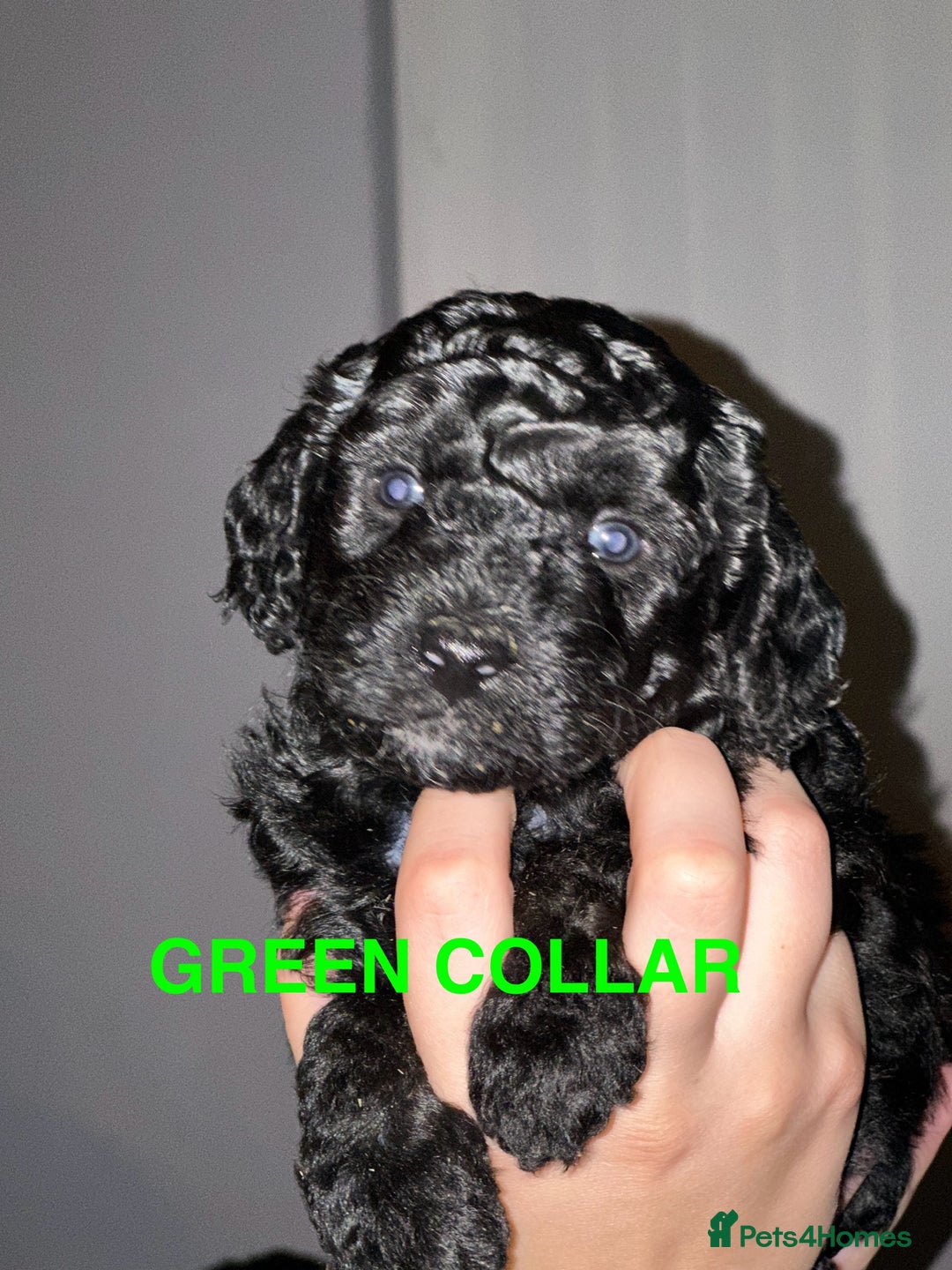 Bordoodle dogs for sale: F1B Bordoodle Puppies - Image 5