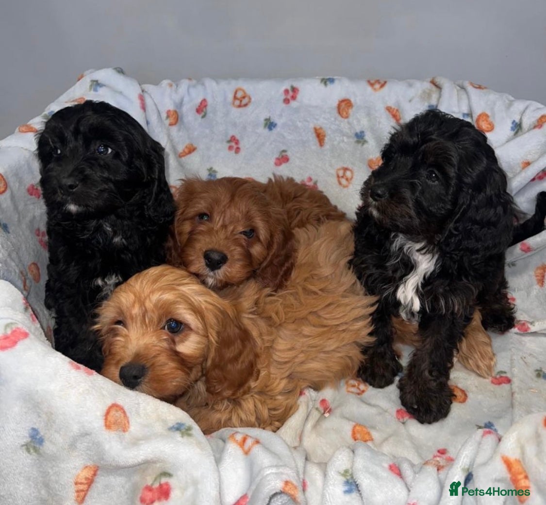 Cavapoo dogs Cavapoo puppies 🥰 1 black boy 1 black girl  - Advert 1