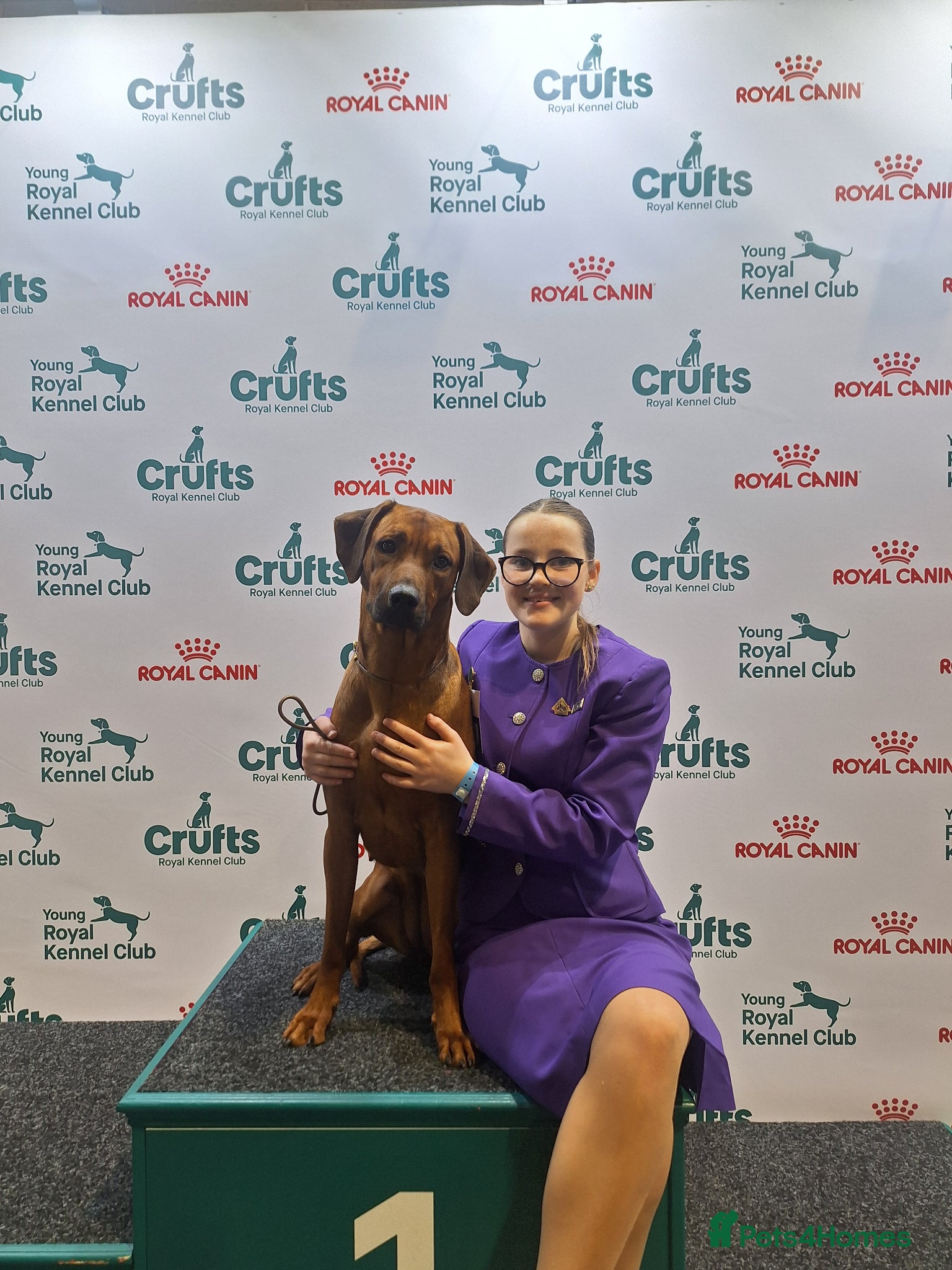 Rhodesian Ridgeback dogs Waiting list open  - Advert 2