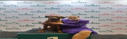 Rhodesian Ridgeback dogs for sale: Waiting list open  - Advert 2