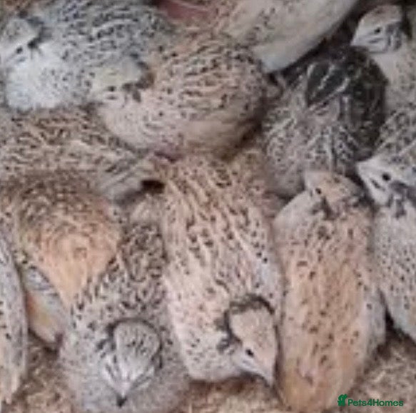 Quail poultry Jumbo male/female quails ,quality young birds  - Advert 2