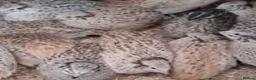 Quail poultry for sale: Jumbo male/female quails 9weeks goos sized birds  - Advert 4