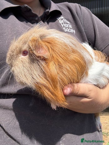 Guinea Pig rodents - Advert 15