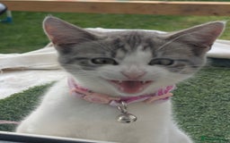 Domestic Shorthair cats for sale: Tabby Kitten - Image 2