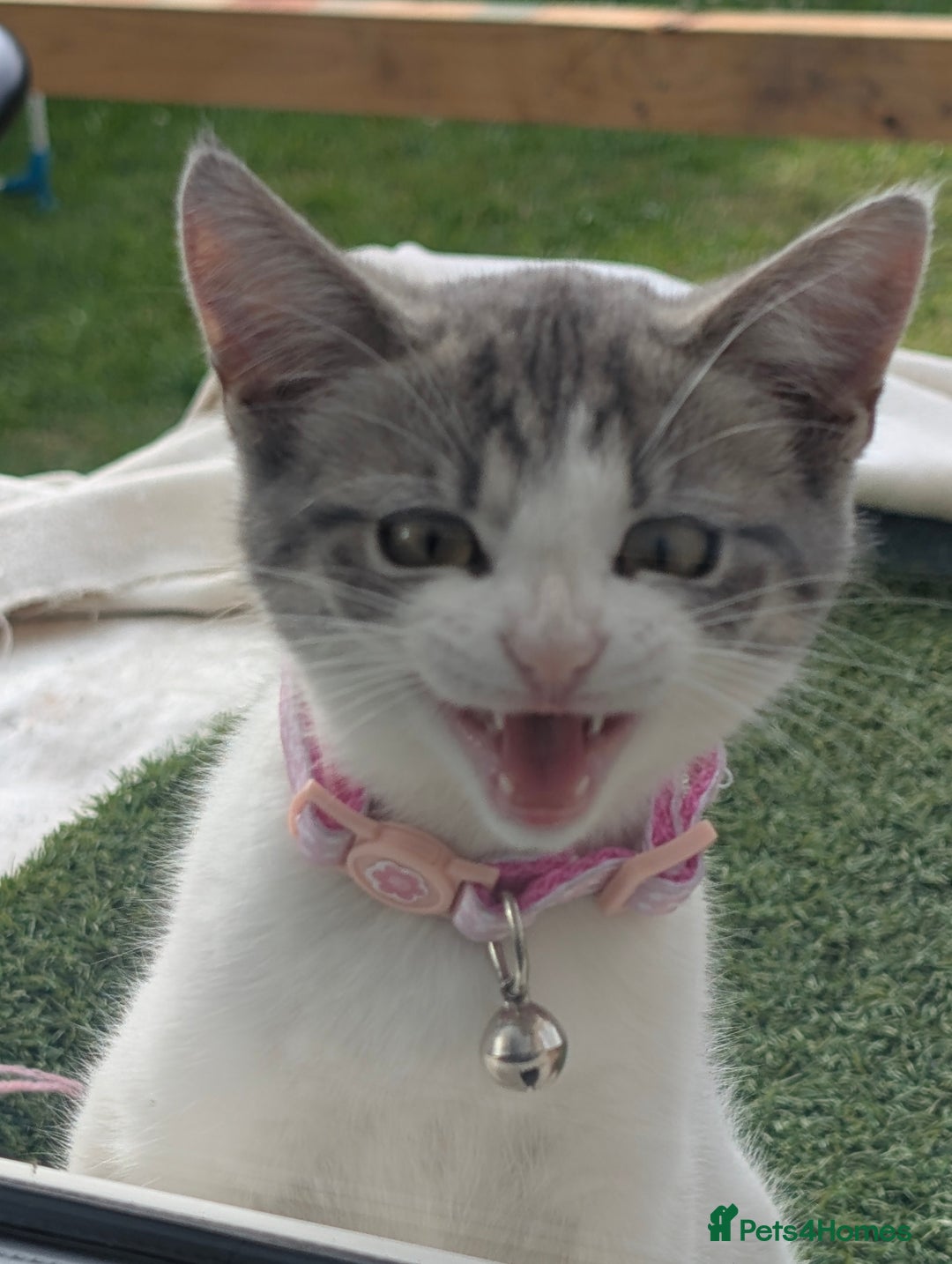 Domestic Shorthair cats for sale: Tabby Kitten - Image 2