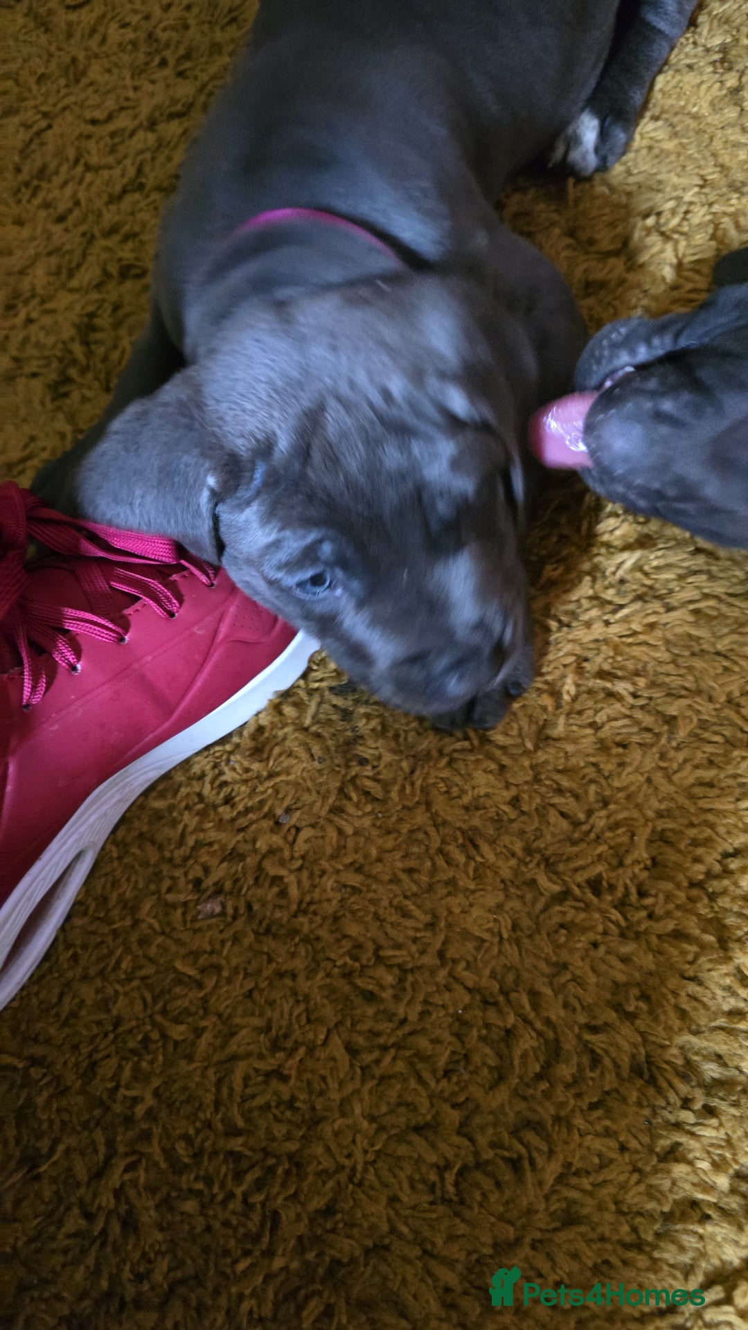 Cane Corso dogs for sale: My puppies  - Image 15
