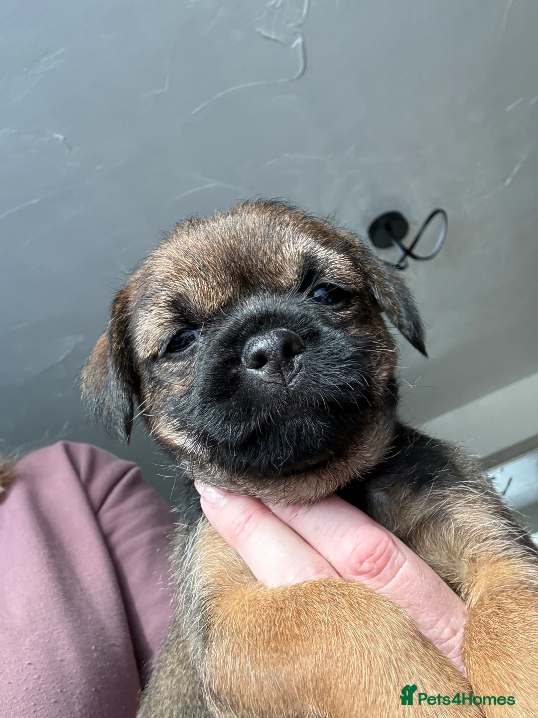 Border Terrier dogs for sale: Border Terriers 4 girls 3 boys  - Advert 7