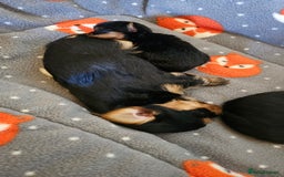 Yorkshire Terrier dogs for sale: 1 Male , Miniature Yorkshire  in Manchester - Image 18