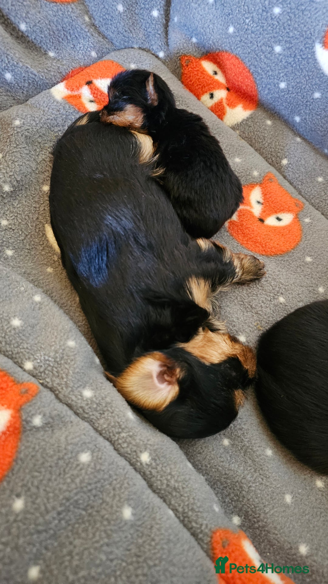 Yorkshire Terrier dogs for sale: 1 Male , Miniature Yorkshire  in Manchester - Image 18