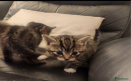 Mixed Breed cats for sale: 4 gorgeous kittens - Image 5