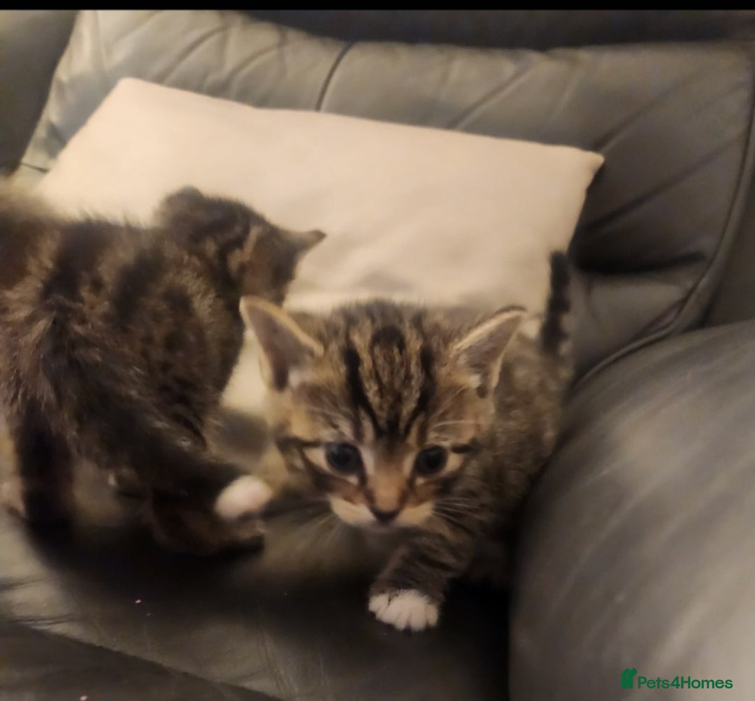 Mixed Breed cats for sale: 4 gorgeous kittens - Image 5