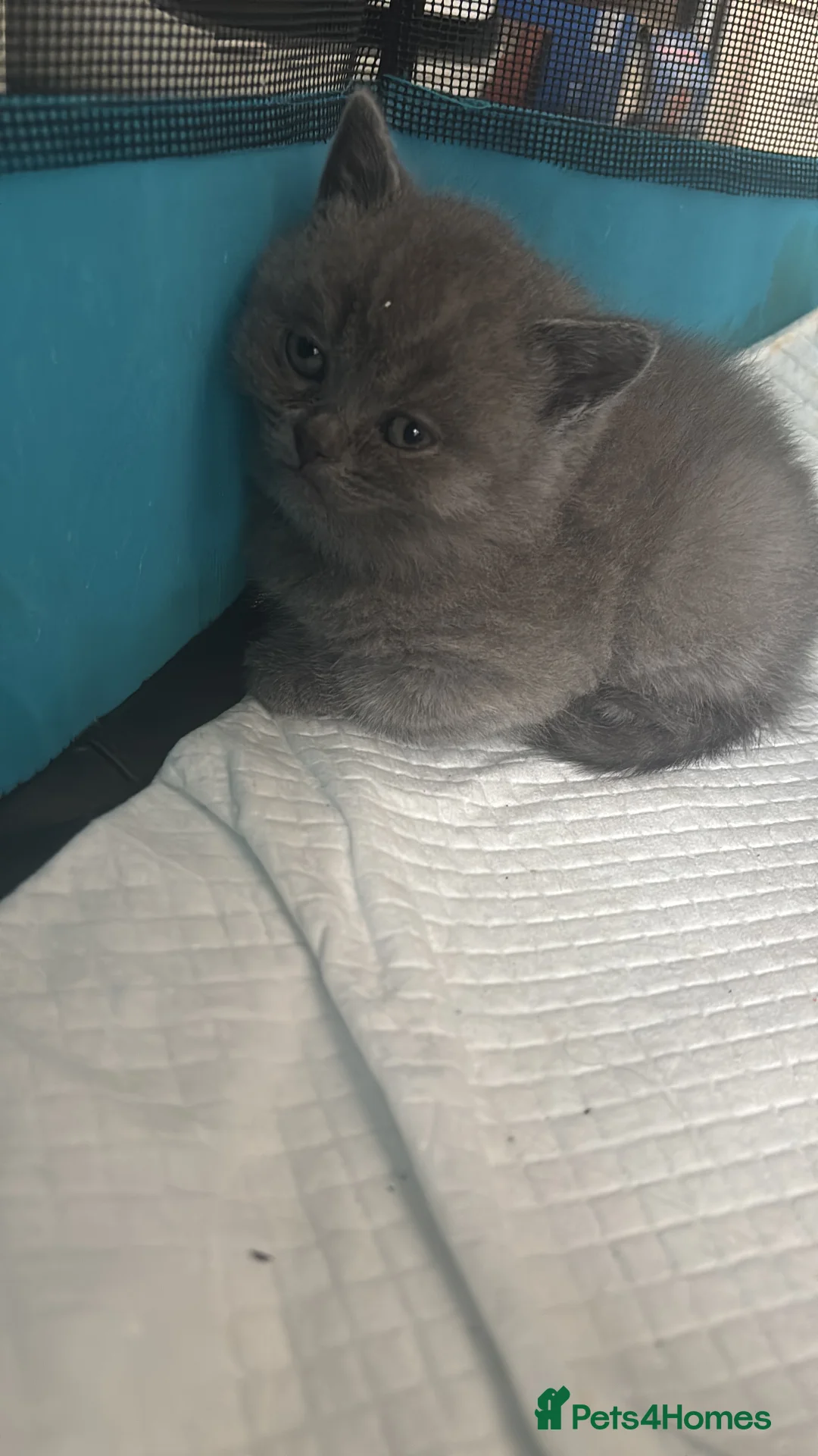 British Shorthair cats for sale: Brithis short hair  - Advert 7