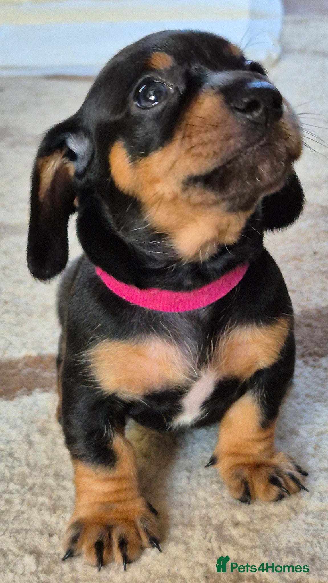 Miniature Dachshund dogs 4 stunning miniature dachshund pups - Advert 9