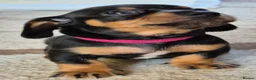 Miniature Dachshund dogs for sale: 4 stunning miniature dachshund pups - Advert 4