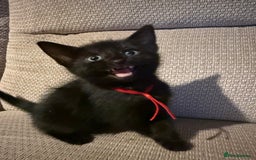 Mixed Breed cats for sale: Beautiful Kittens - Image 5