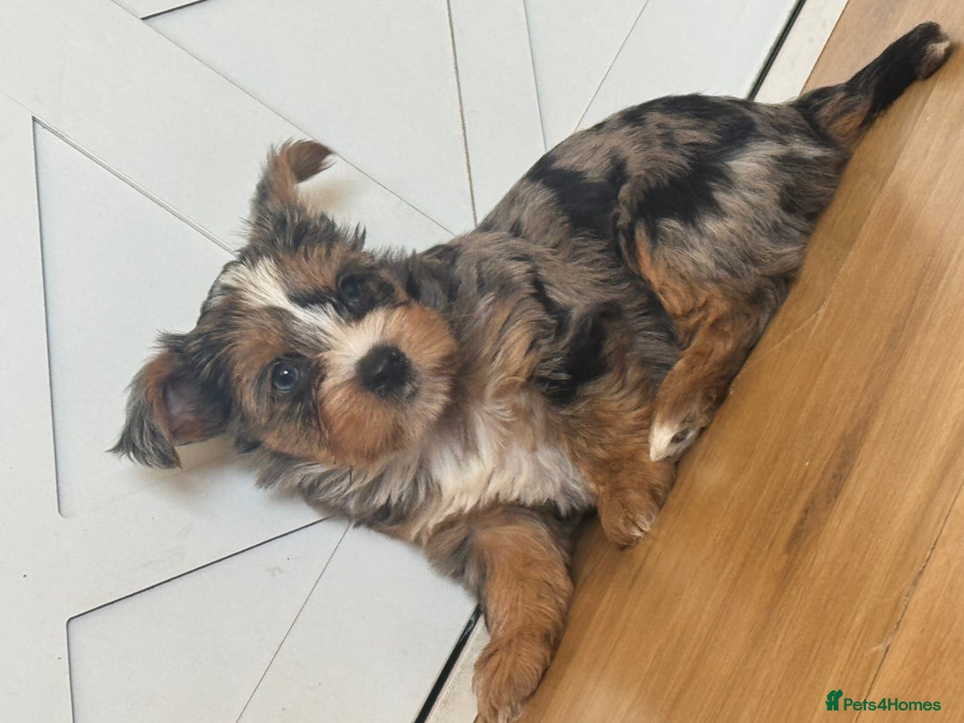 Yorkshire Terrier dogs for sale: Chocolate Merle yorkshire terrier  - Image 4